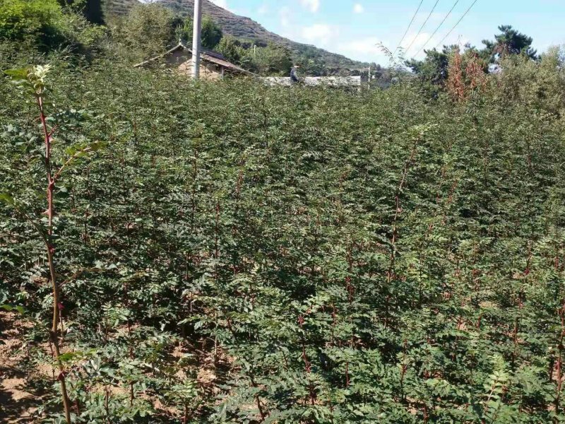 武都:大红袍花椒苗一年苗（伏椒）提供种植技术