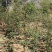 武都:大红袍花椒苗一年苗（伏椒）提供种植技术