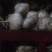 凉薯500~1000g质量第一，价格从优，顾客为上。