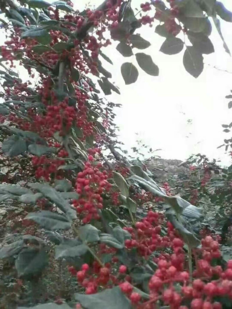 无刺嫁接大红袍花椒苗（伏椒）提供种植技术
