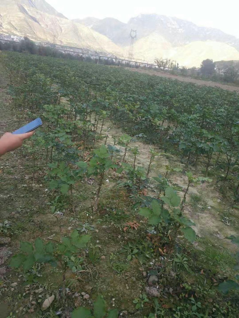 无刺嫁接大红袍花椒苗（伏椒）提供种植技术