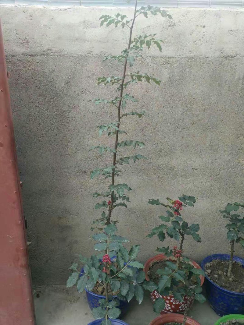 无刺嫁接大红袍花椒苗（伏椒）提供种植技术