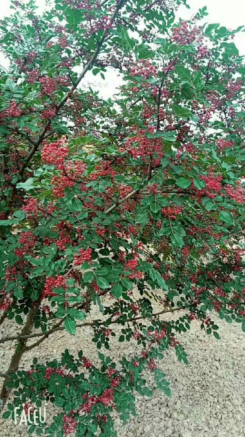 无刺嫁接大红袍花椒苗（伏椒）提供种植技术