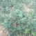 无刺嫁接大红袍花椒苗（伏椒）提供种植技术
