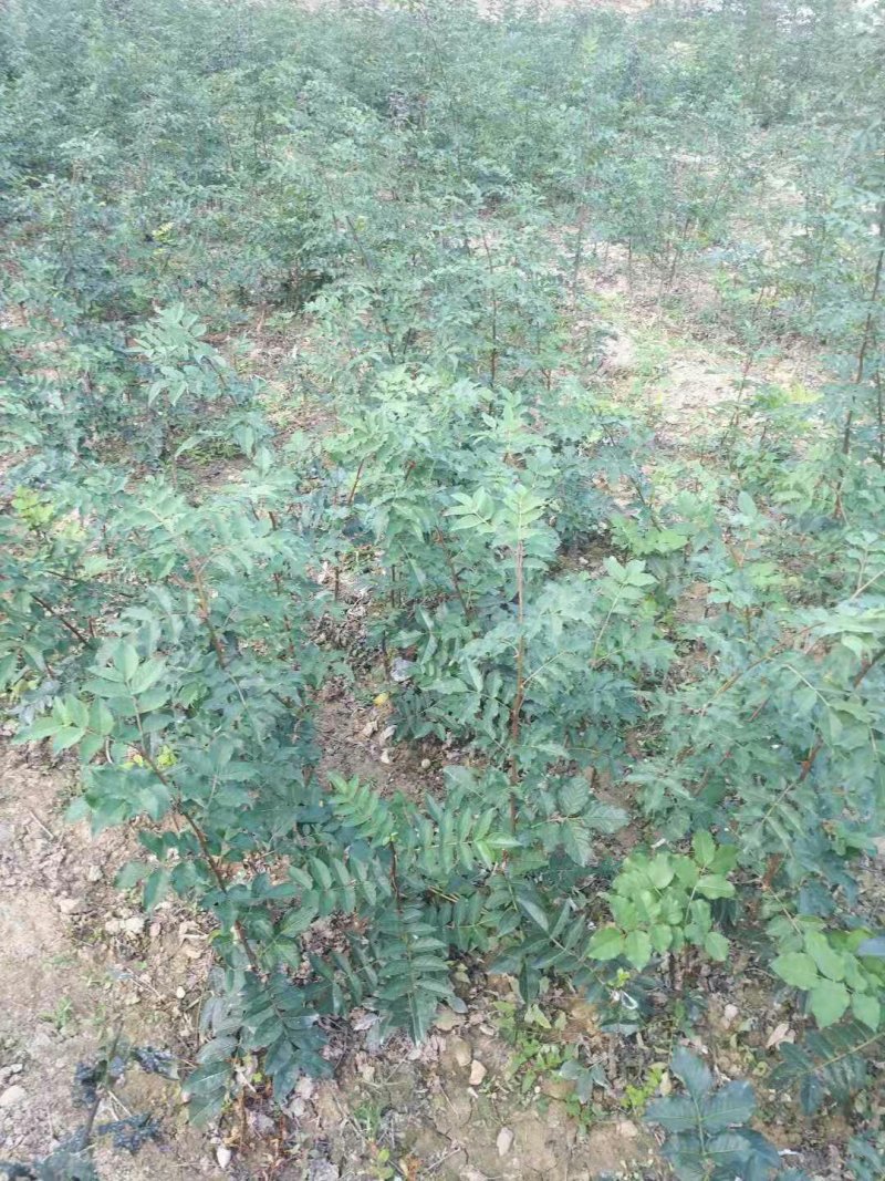 无刺嫁接大红袍花椒苗（伏椒）提供种植技术