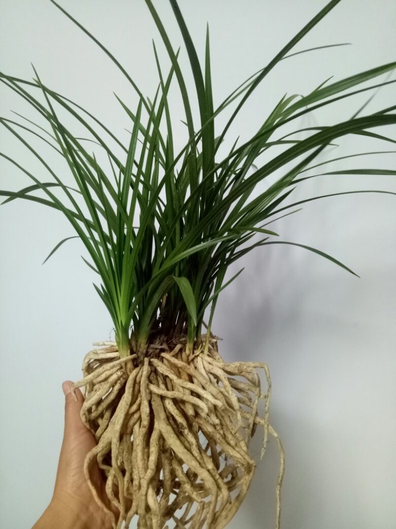 兰花蕙兰春兰盆景2～3年熟草开花浓香批发零售