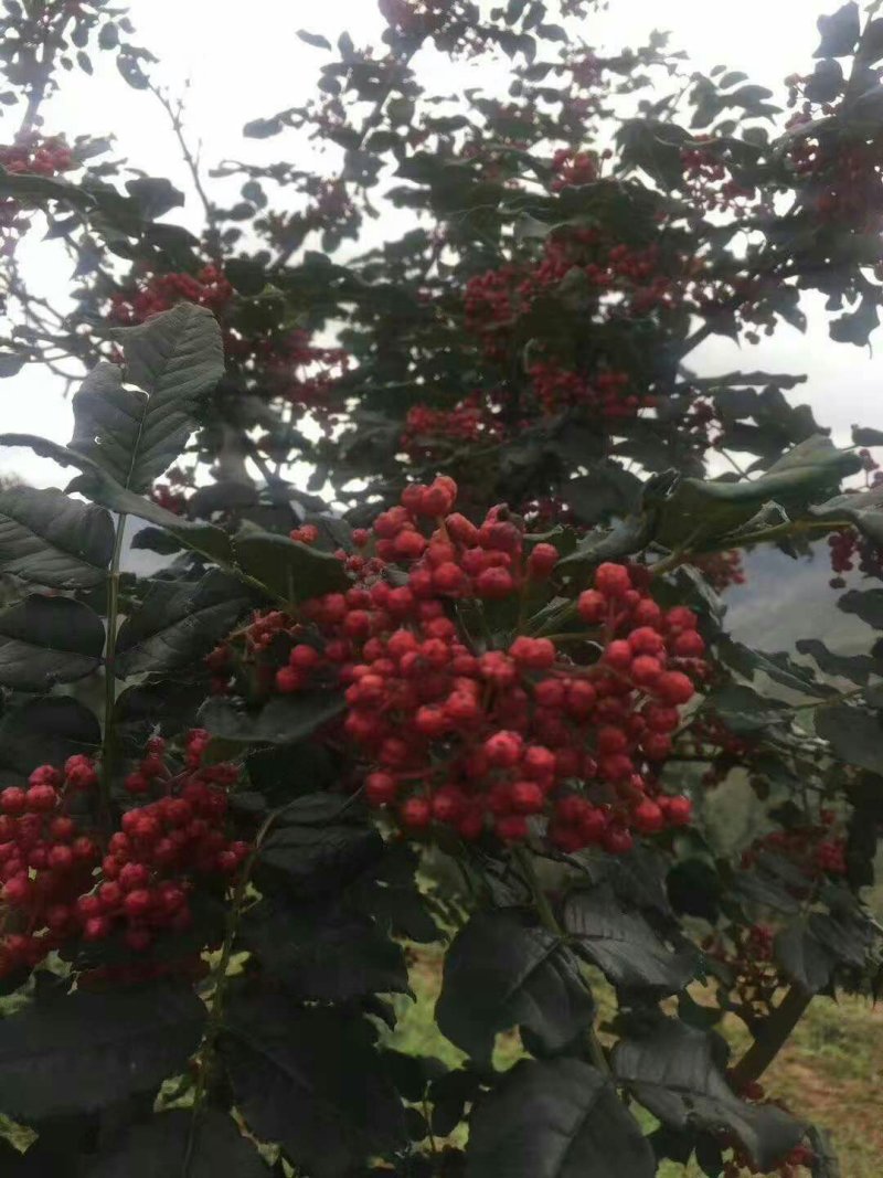 武都特产：无刺嫁接大红袍花椒苗（伏椒）提供种植技术