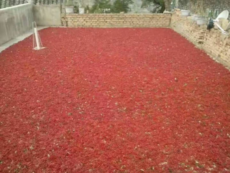 武都特产：无刺嫁接大红袍花椒苗（伏椒）提供种植技术