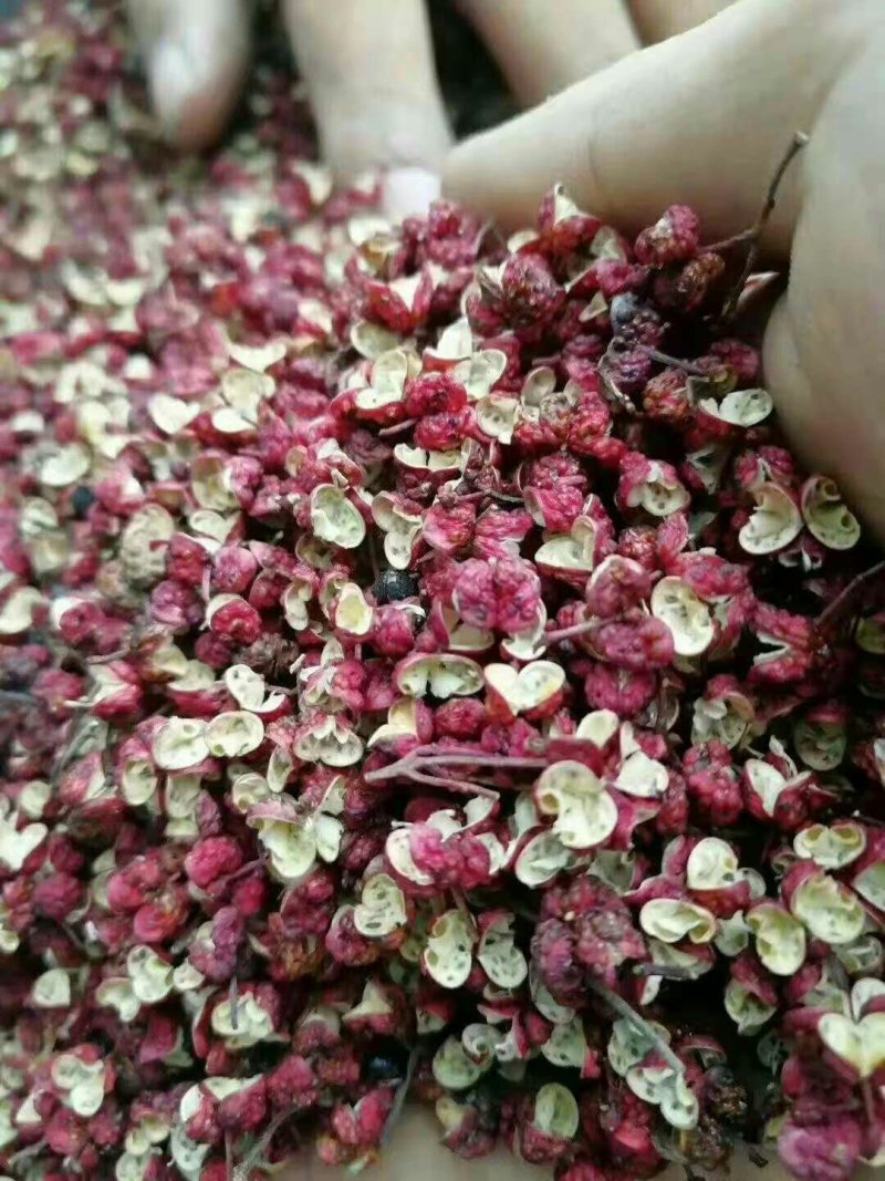 武都特产：无刺嫁接大红袍花椒苗（伏椒）提供种植技术
