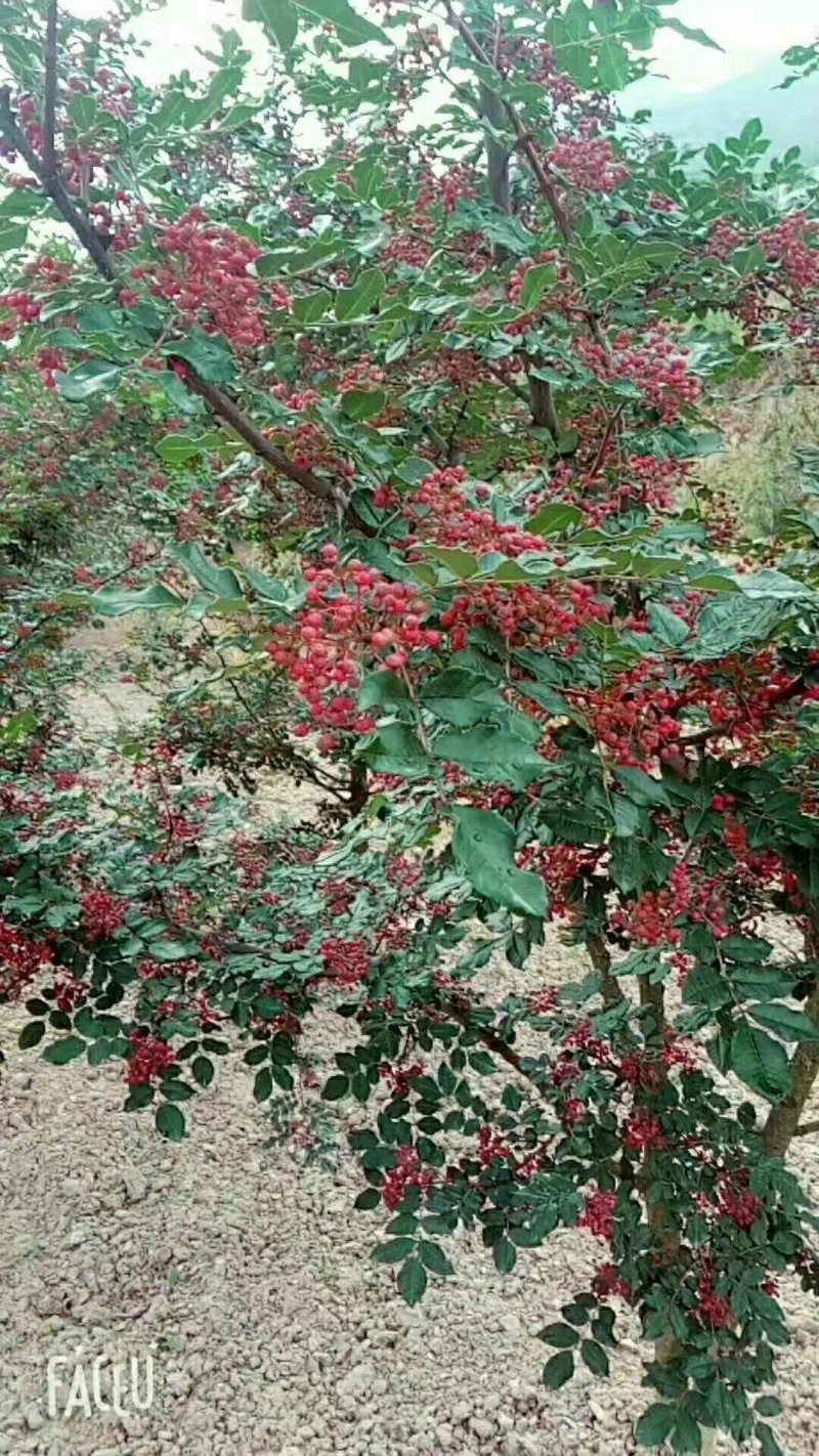 武都特产：无刺嫁接大红袍花椒苗（伏椒）提供种植技术