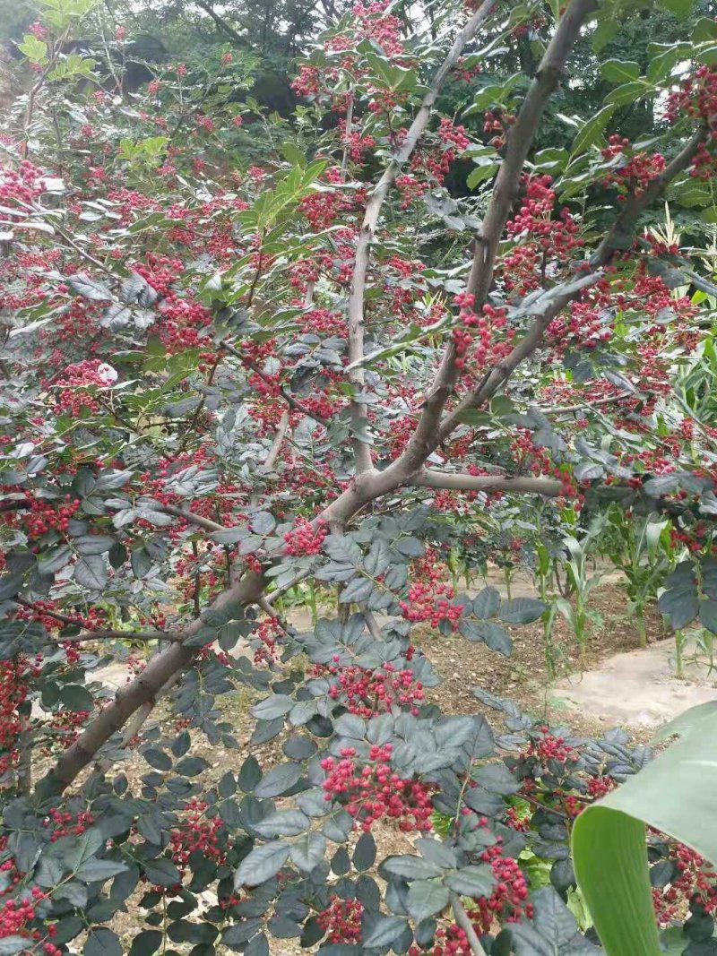 武都特产：无刺嫁接大红袍花椒苗（伏椒）提供种植技术