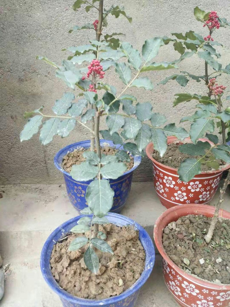 武都特产：无刺嫁接大红袍花椒苗（伏椒）提供种植技术