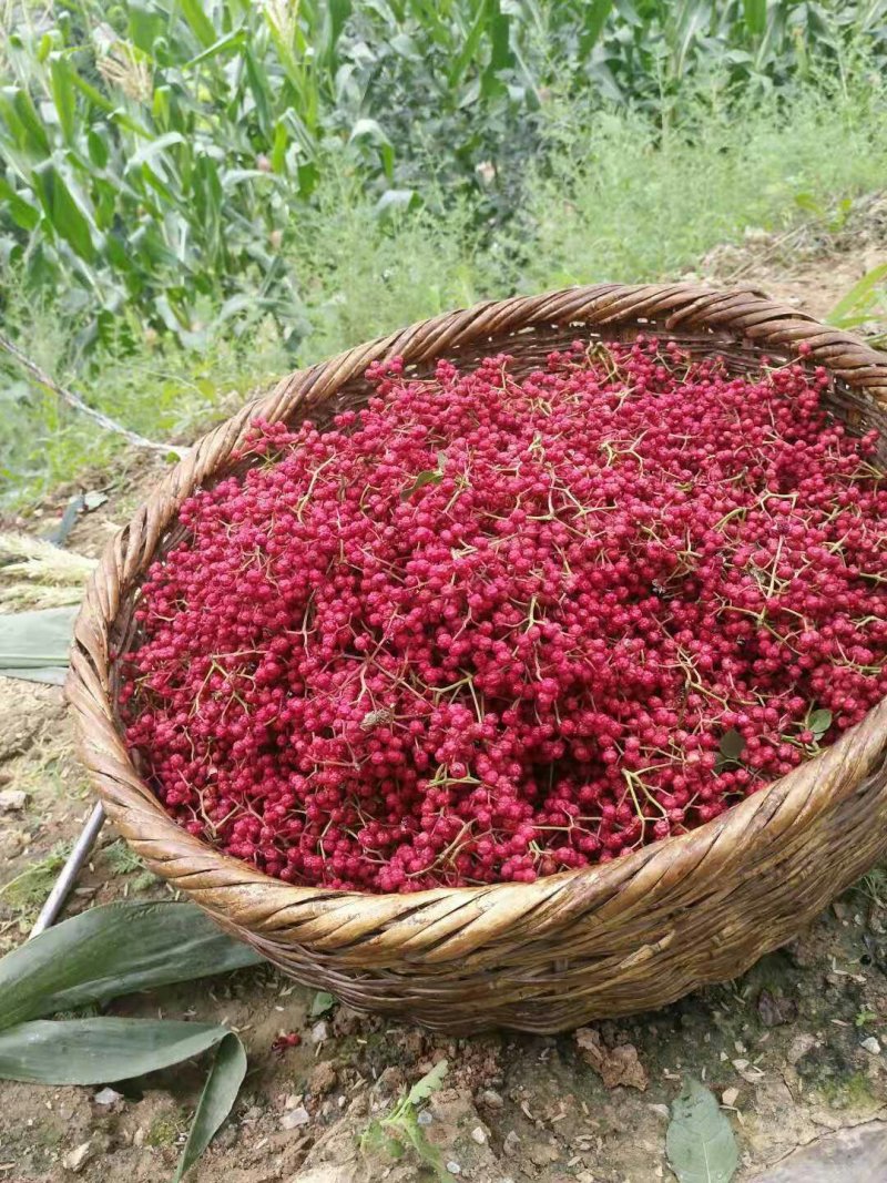武都特产：无刺嫁接大红袍花椒苗（伏椒）提供种植技术