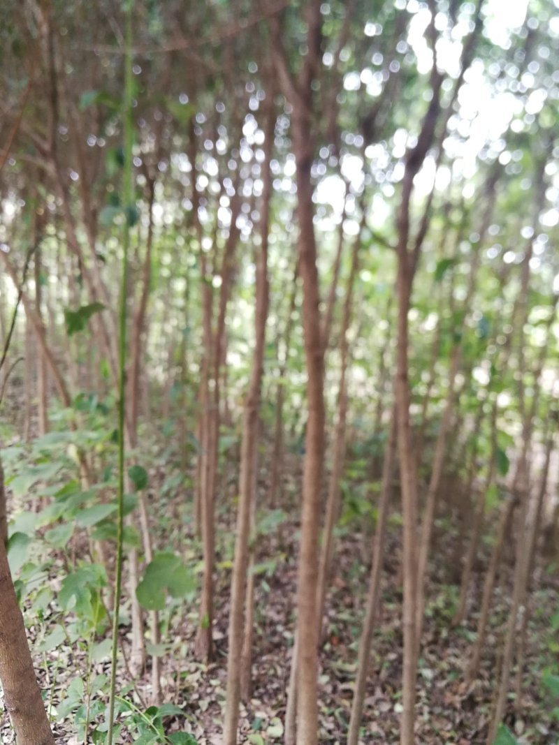 大叶女贞