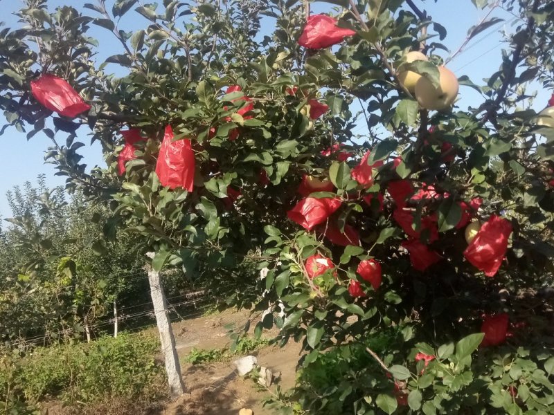 巨峰葡萄
