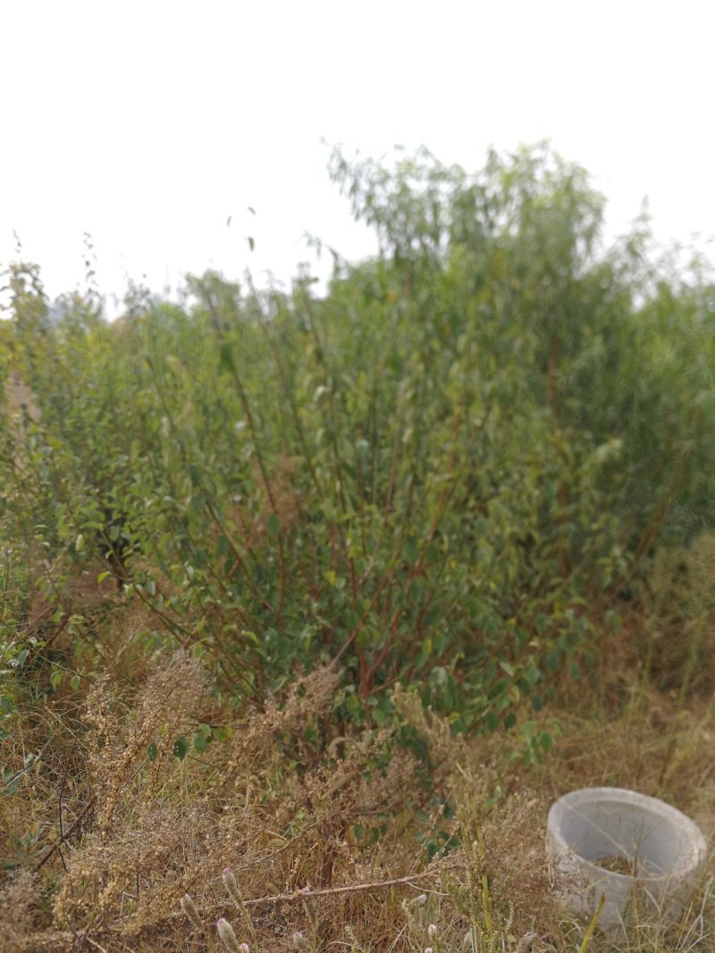 红梅