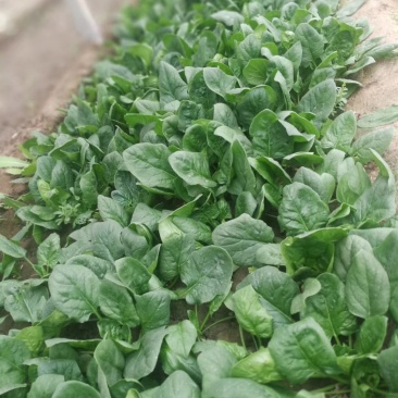 2023年菠菜，保质保量