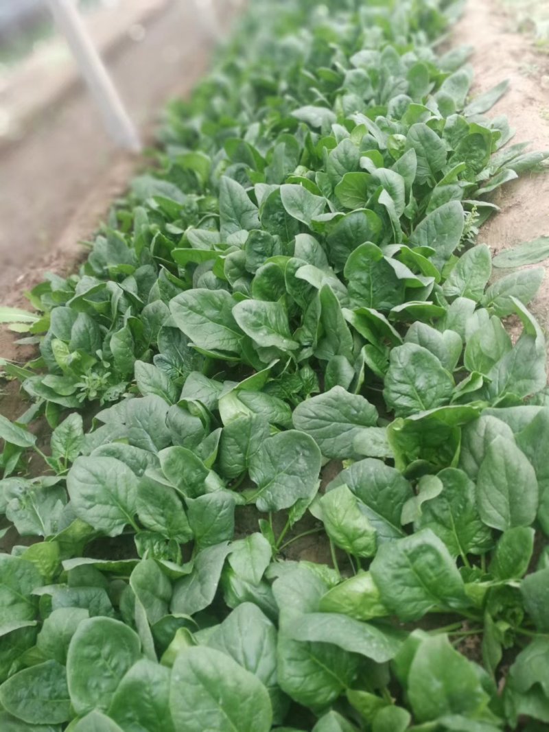 2023年菠菜，保质保量
