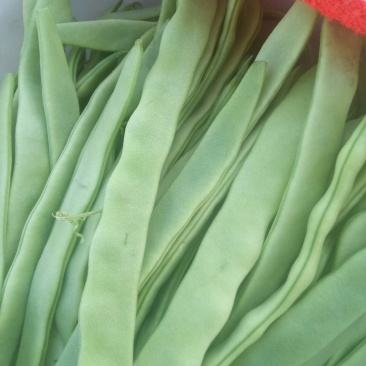 绿龙颜色好量大品质好