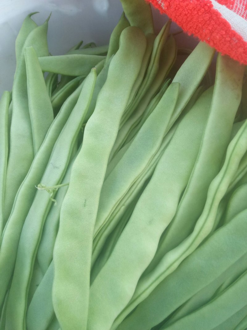 绿龙颜色好量大品质好