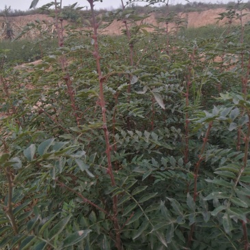 优质花椒树苗运费自理量大从优，苗圃直发
