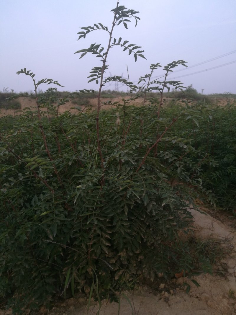优质花椒树苗运费自理量大从优，苗圃直发