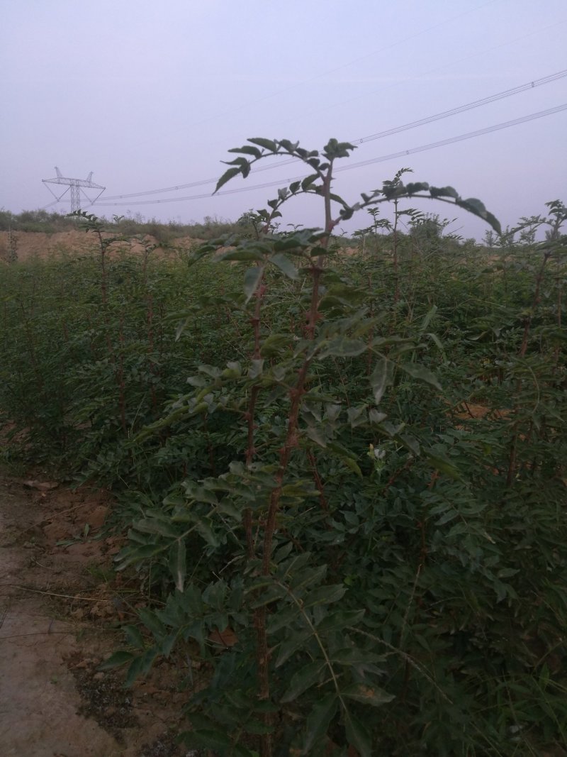 优质花椒树苗运费自理量大从优，苗圃直发