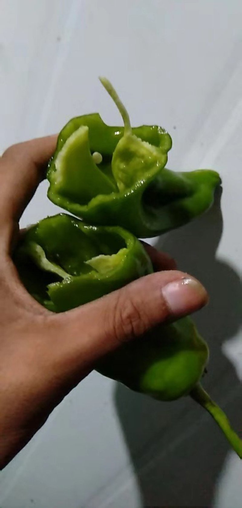 河南泡椒、薄皮椒、泡椒，质量保证，货源充足，代发全国