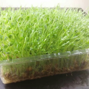 活体芽苗菜，花生芽