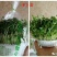 活体芽苗菜，花生芽