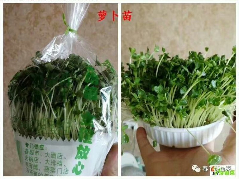 活体芽苗菜，花生芽