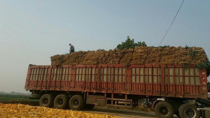 鸡腿大葱35---40,3cm左右毛葱，鲜货上市基地发货