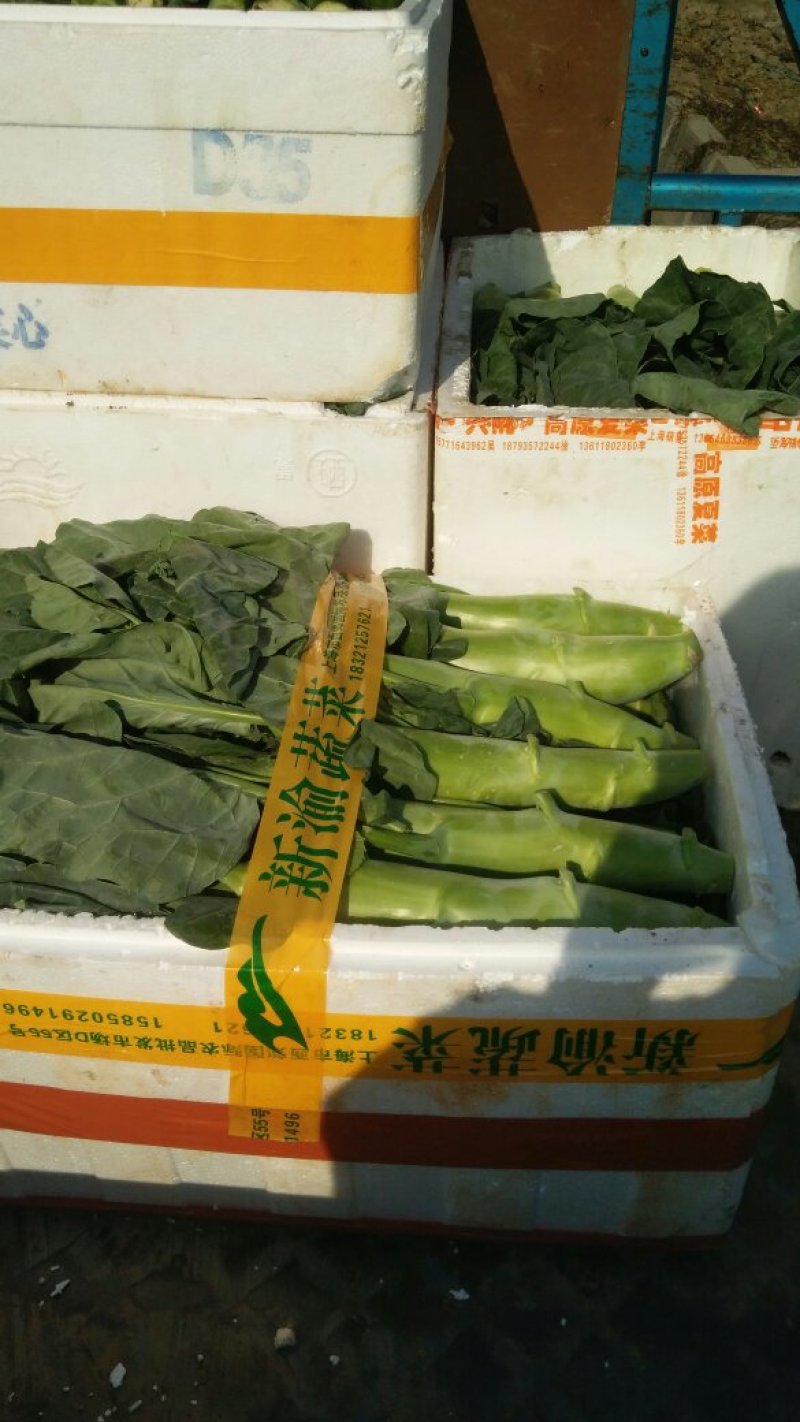主卖广东菜心芥兰