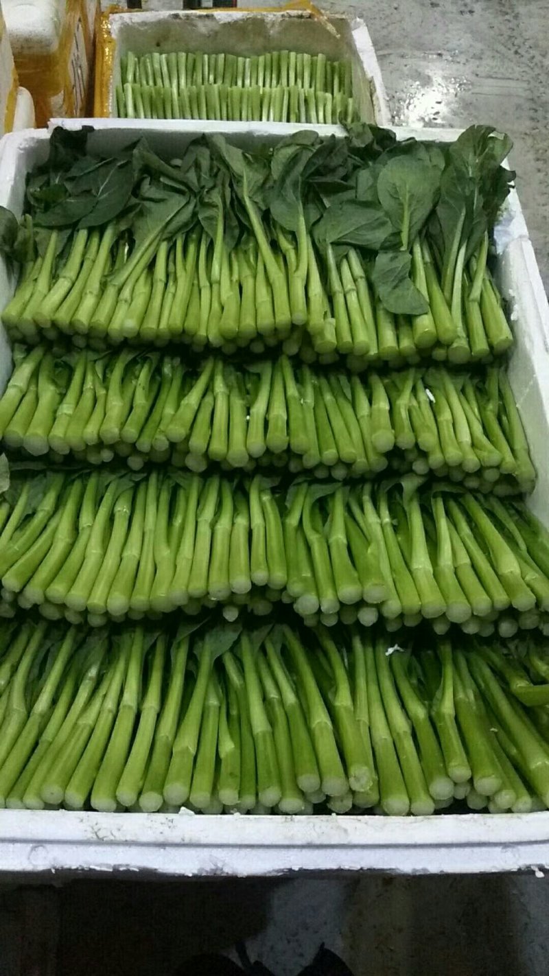 主卖广东菜心芥兰