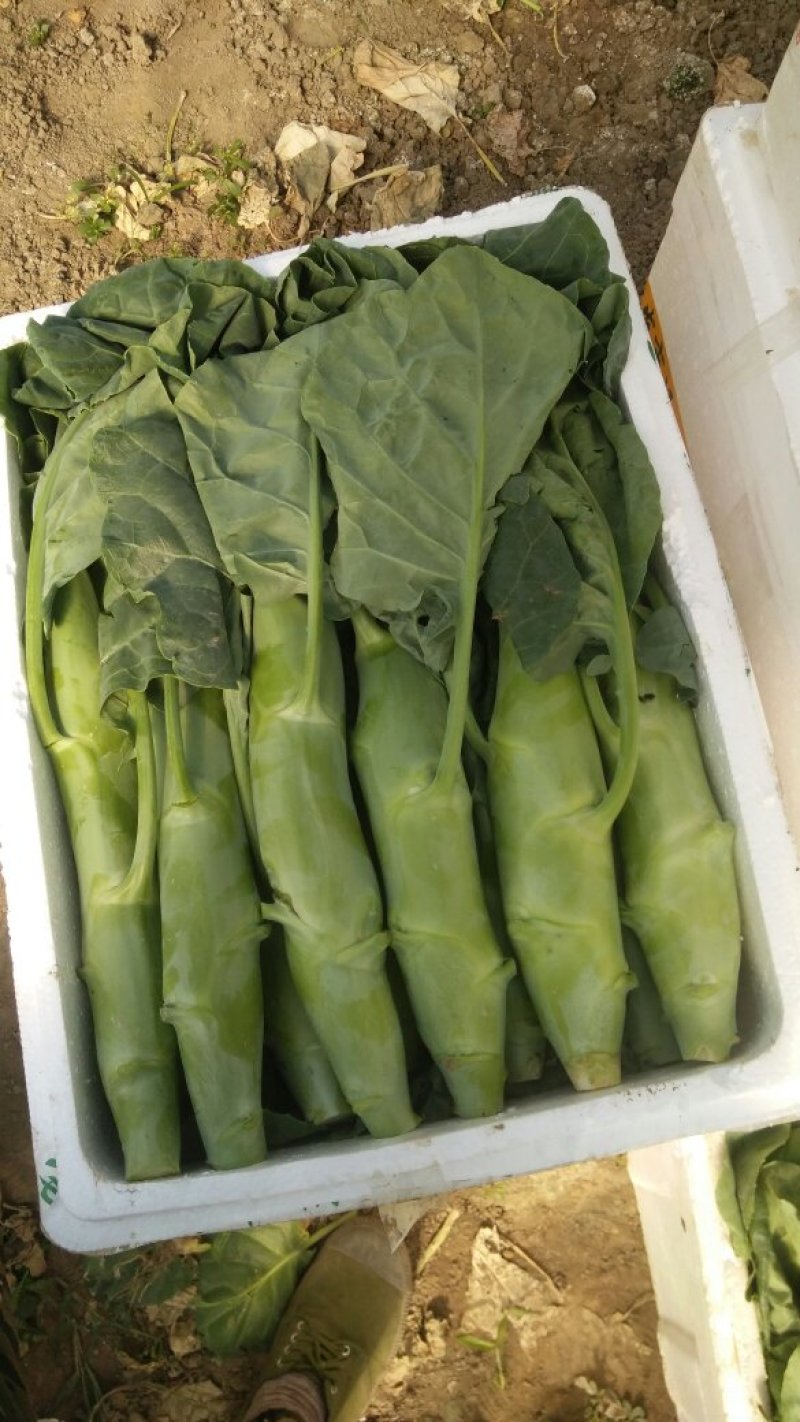 主卖广东菜心芥兰