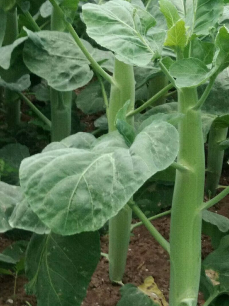 主卖广东菜心芥兰