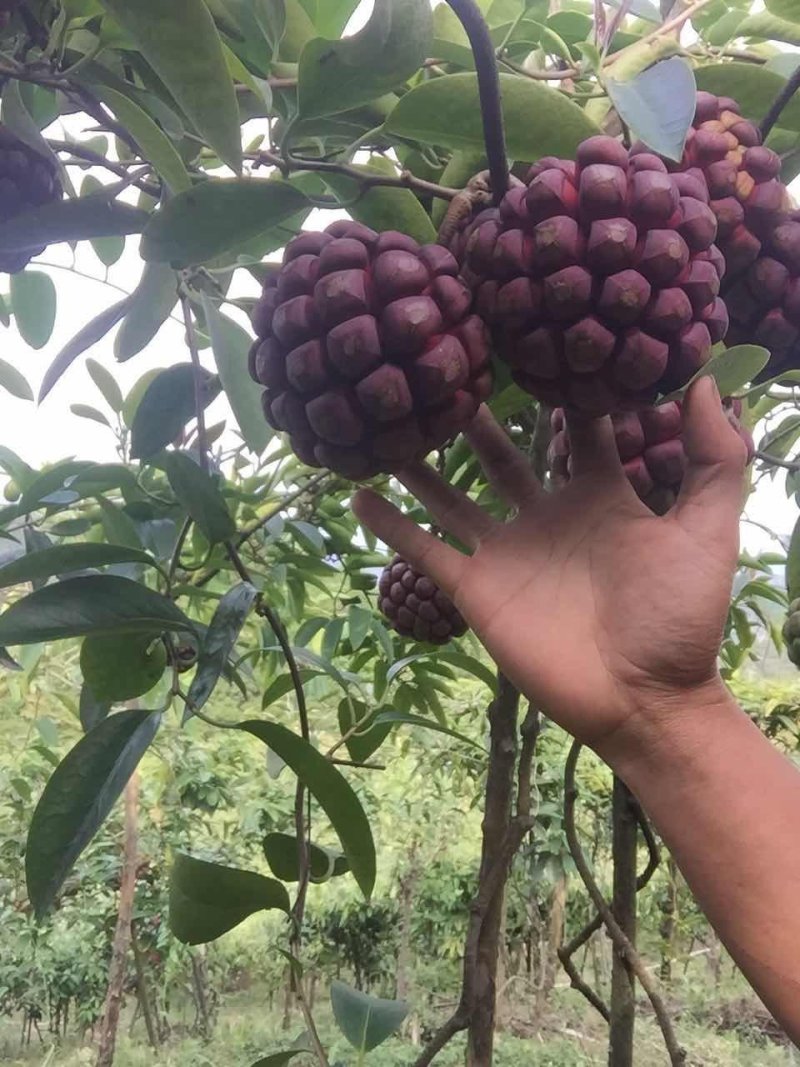 黑老虎（布福娜）