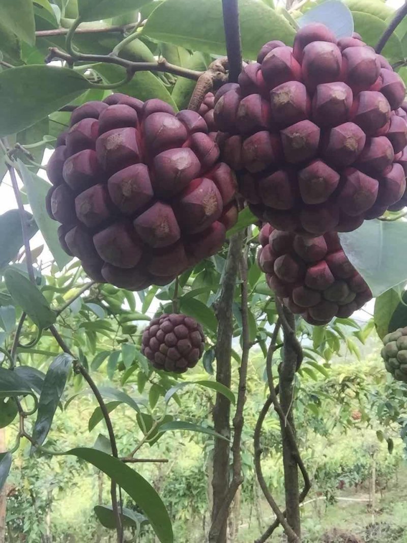 黑老虎（布福娜）