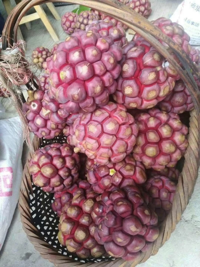 黑老虎（布福娜）