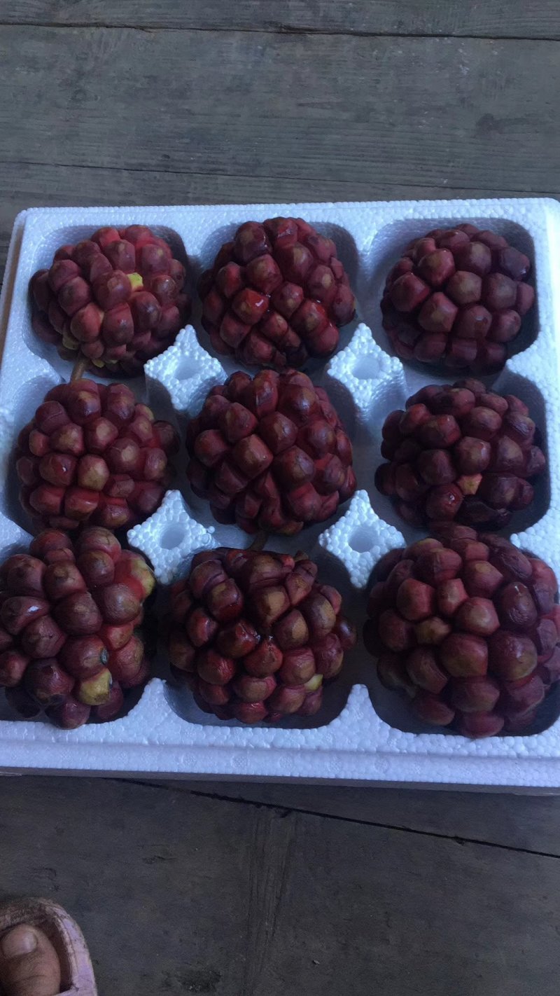 黑老虎（布福娜）