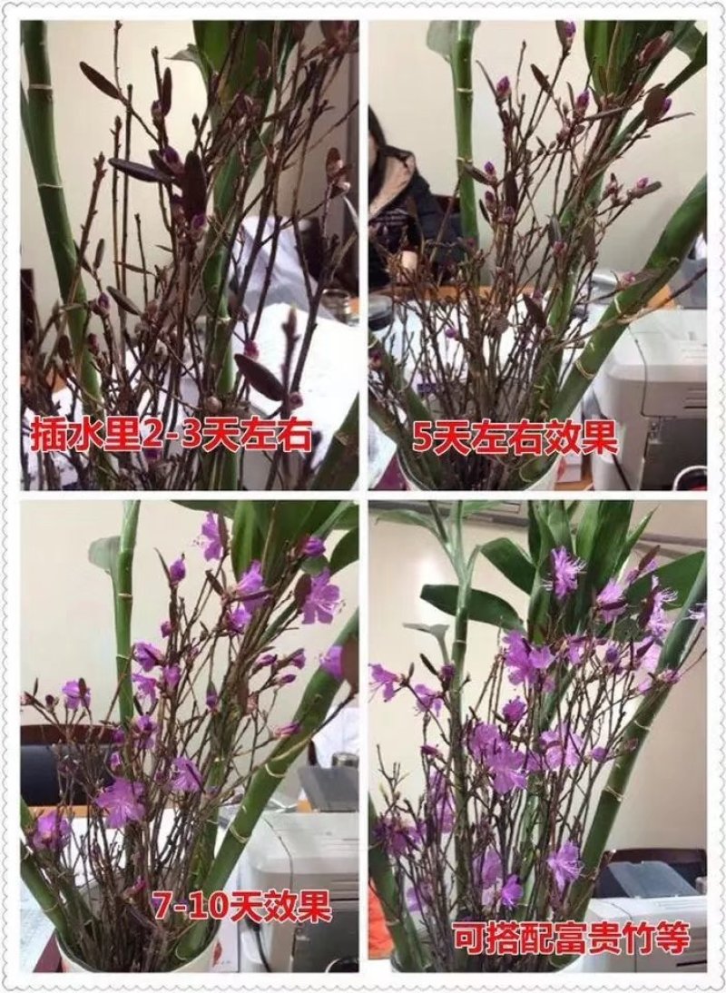 水培植物，兴安杜鹃