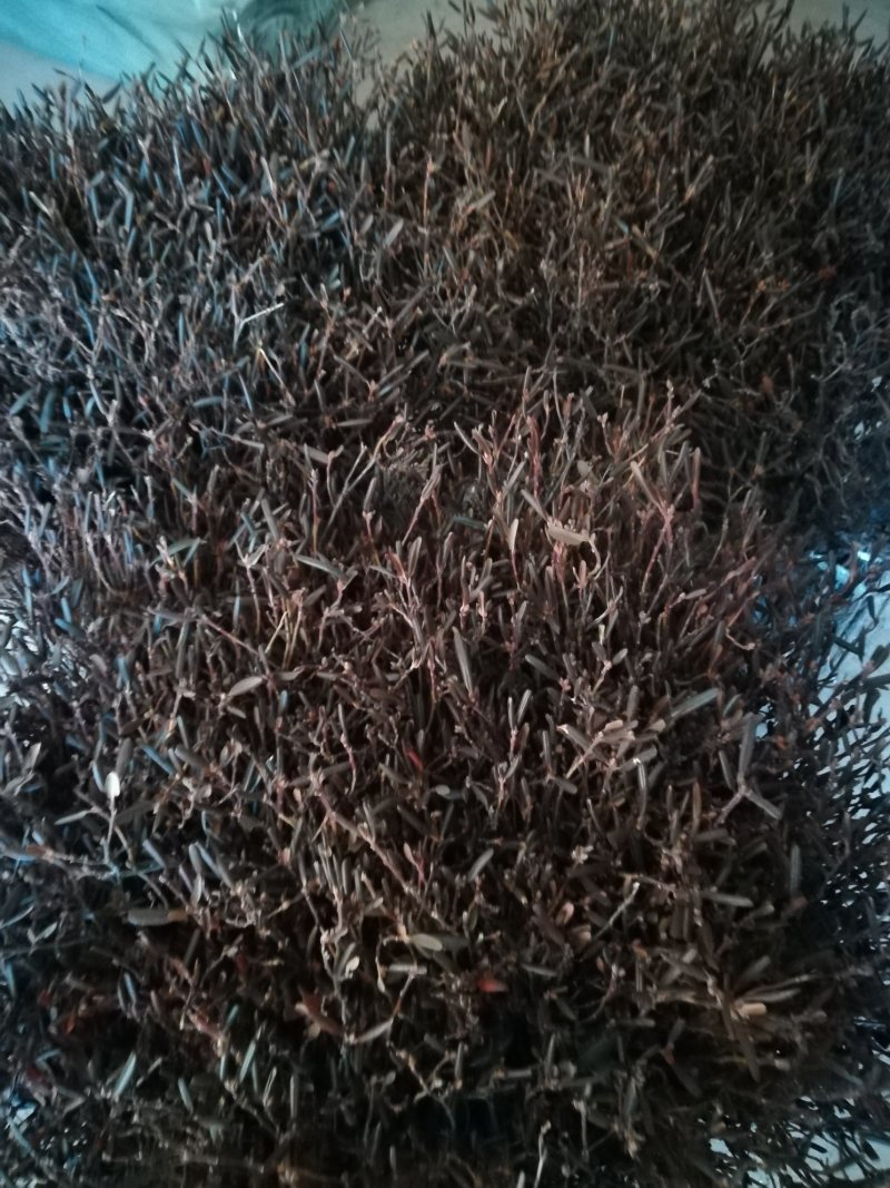 水培植物，兴安杜鹃