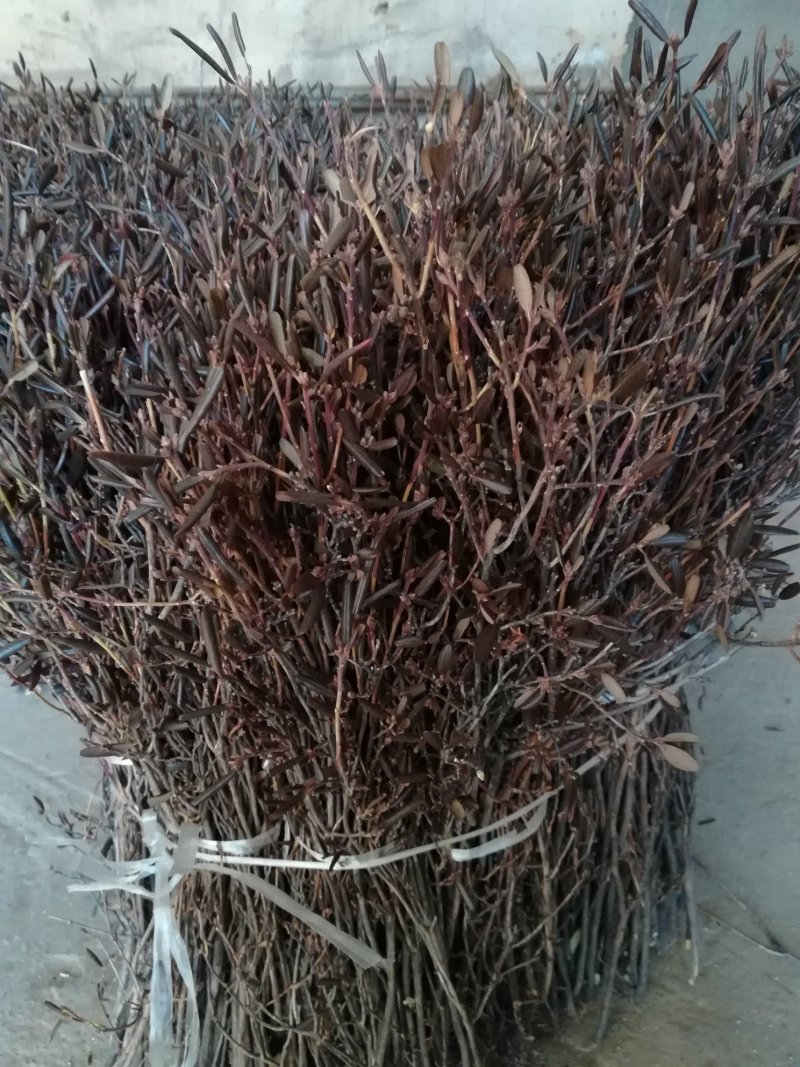 水培植物，兴安杜鹃