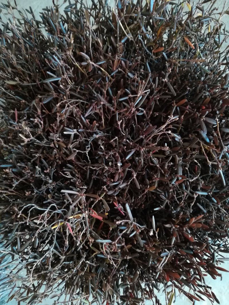 水培植物，兴安杜鹃