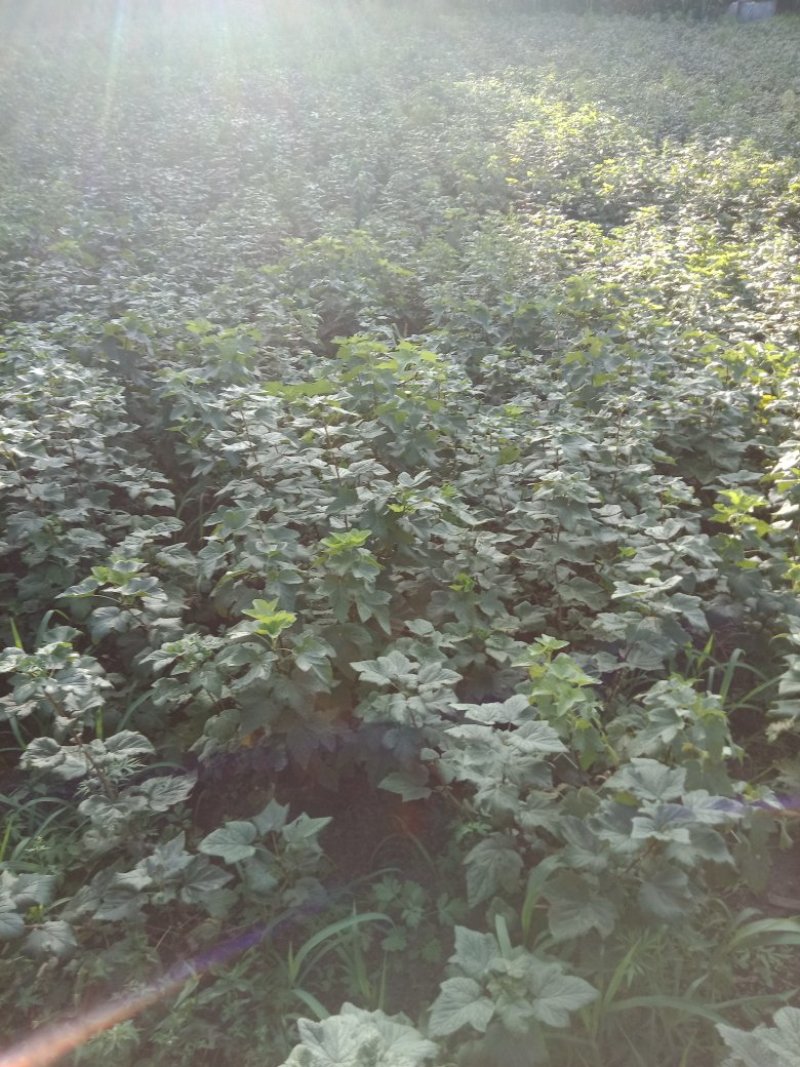 优质黑加仑苗秋季预定