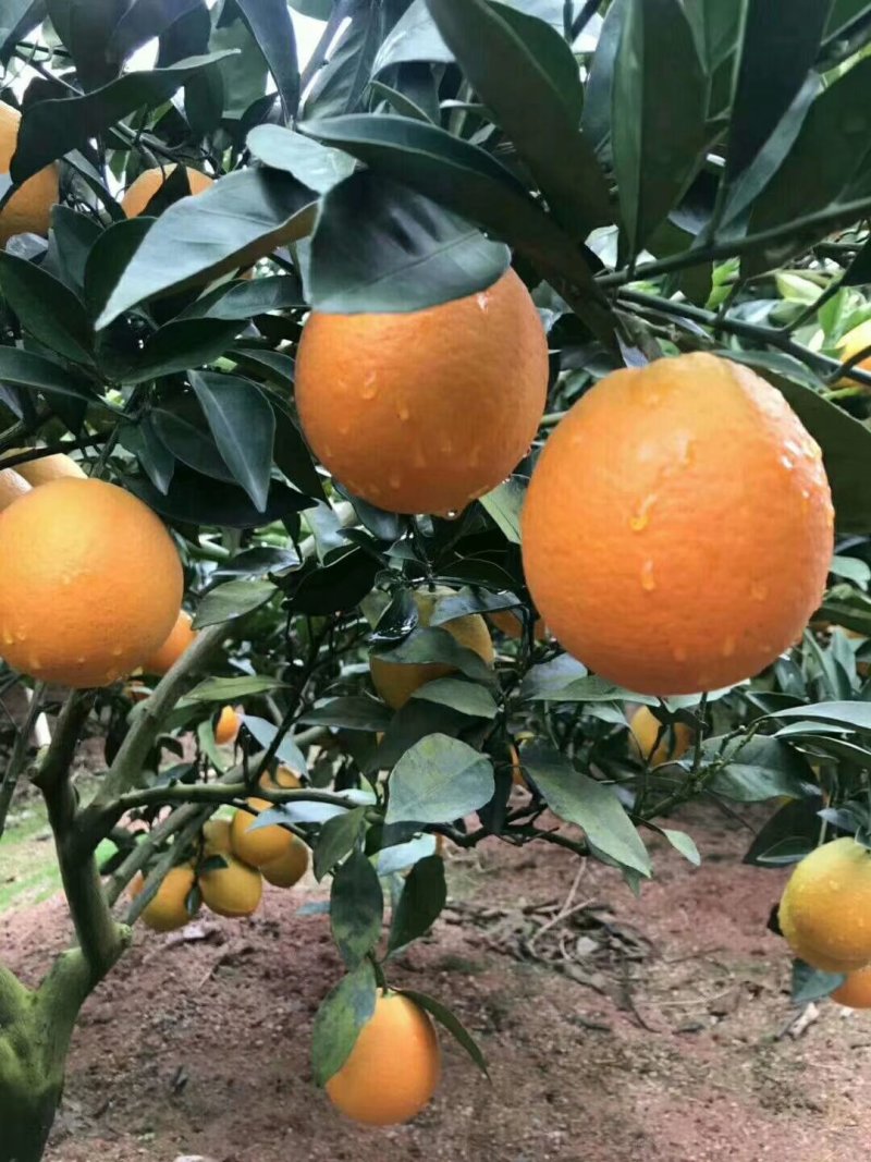 赣南脐橙