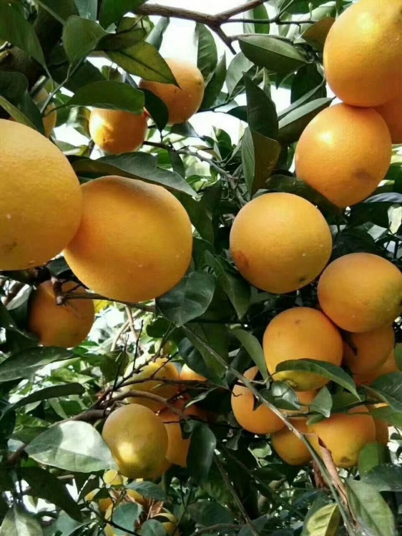 脐橙