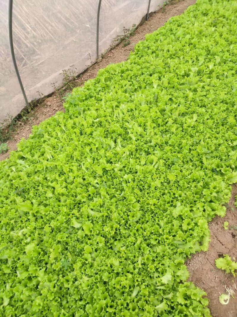 茼蒿