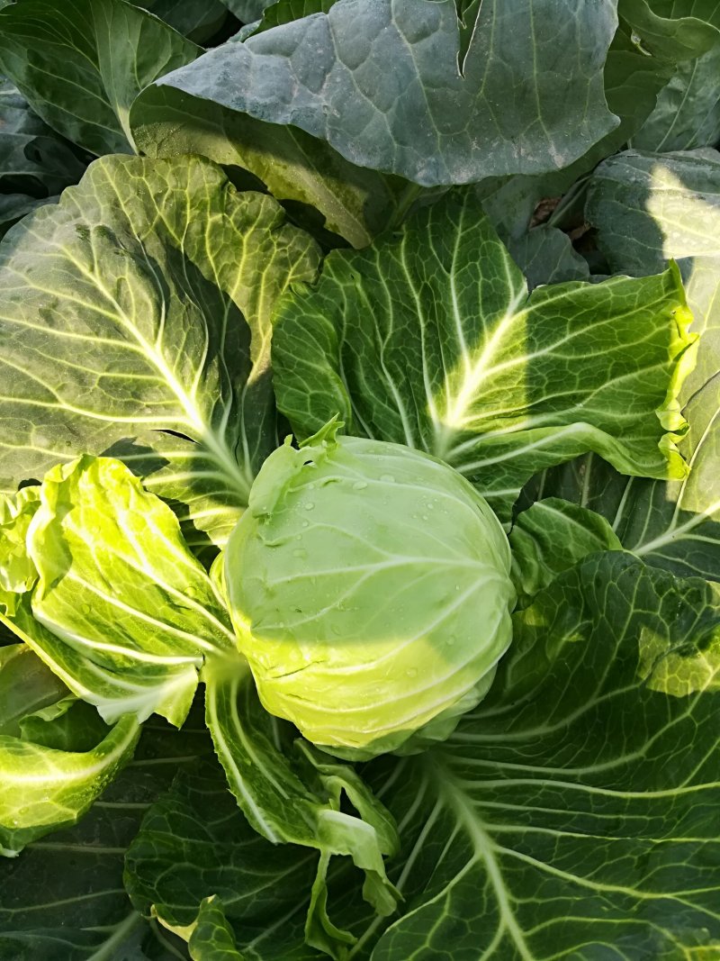 茼蒿