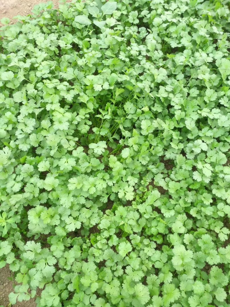 茼蒿